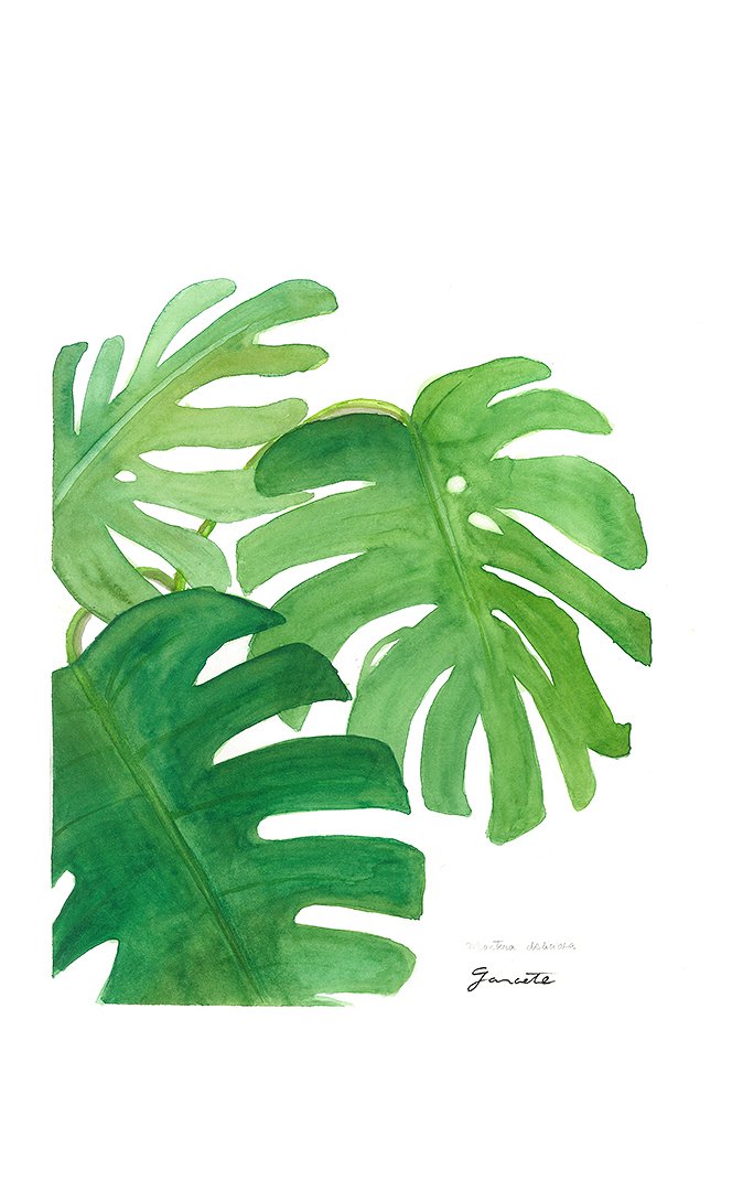 5e7b894c98b29_MONSTERA EN ACUARELA.jpg